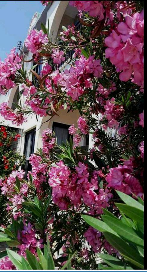 Myriama Apartments Aya Napa Dış mekan fotoğraf